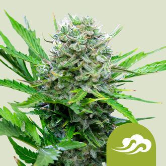 Royal Bluematic Royal Queen Seeds Feminized Zamnesia