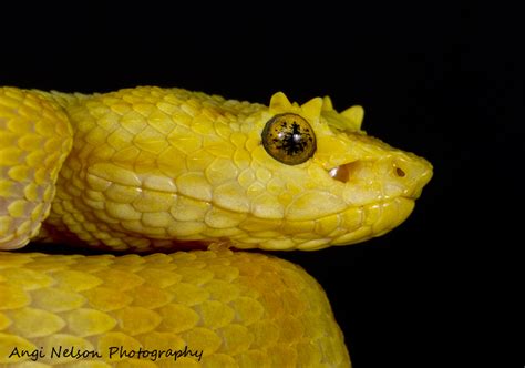 Eyelash Viper Portrait By Angiwallace On Deviantart