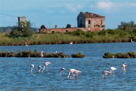 Delta Del Po Cosa Fare Cosa Vedere E Dove Dormire Veneto Info