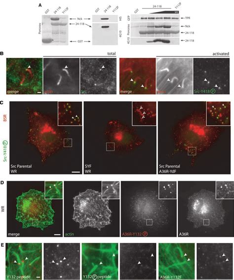 Src Phosphorylates A R At The Plasma Membrane A Immunoblot Of In