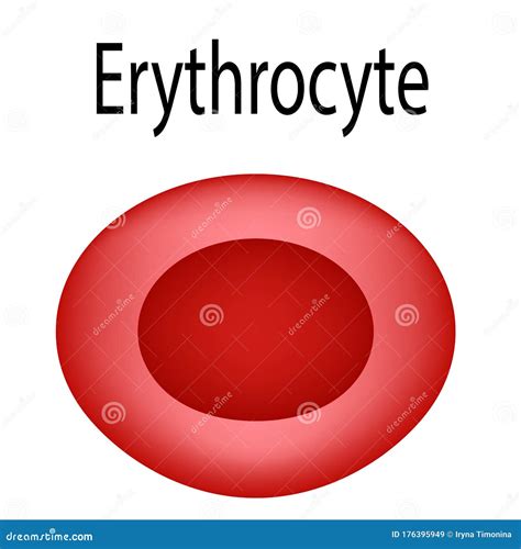 The Structure Of The Erythrocyte. Erythrocyte Blood Cell. The Structure ...