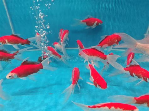 Variety Species of Freshwater Fishes in the Aquarium. Stock Photo - Image of fish, fresh: 328262826