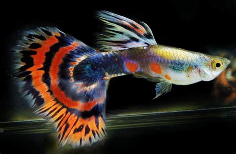 Guppy Fish: Types of Guppies, Species, Colour, And Tail Patterns | Sea ...