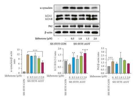 Effect of Idebenone on α-synuclein degradation and activation of ...