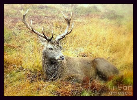 Wildlife Fine Art Resting Stag Photograph By Linsey Williams