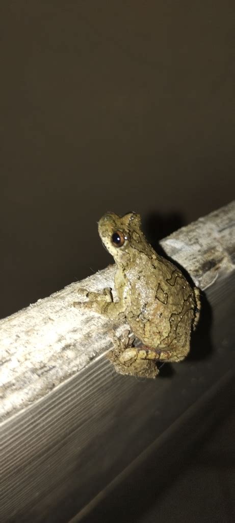 Venezuela Snouted Tree Frog From Areias Zona Rural Boa Vista Pacoti