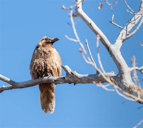 leucistic common raven | Backcountry Gallery Photography Forums