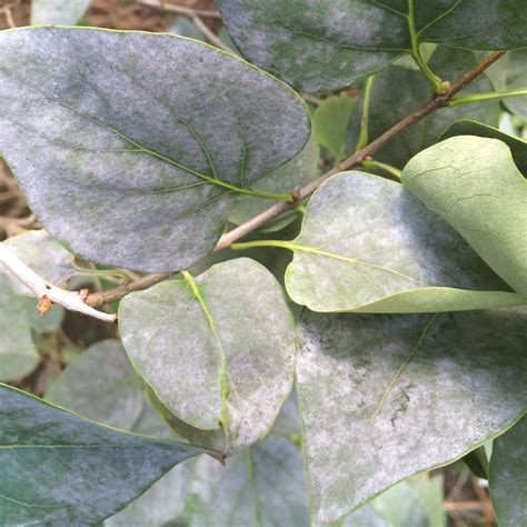 Powdery Mildew Weston Nurseries