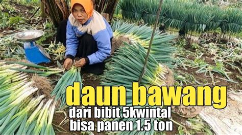 PANEN DAUN BAWANG MODAL 5 KWINTAL TEMBUS 1TON SEKALI PANEN YouTube