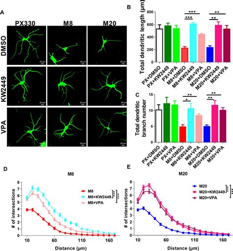 Kw And Vpa Restores Human Mecp Ko Neurons In D Culture A