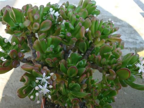 Planta Jade → Origem Significado 【como Cuidar E Plantar】