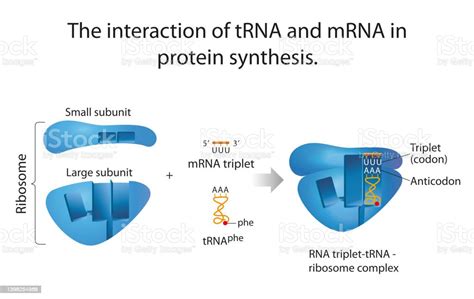 The Interaction Of Trna And Mrna In Protein Synthesis Stock