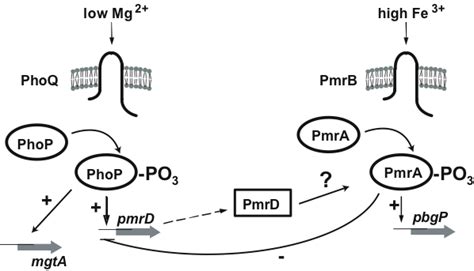 The Phop Phoq Pmra Pmrb Functional Scheme In Salmonella Enterica