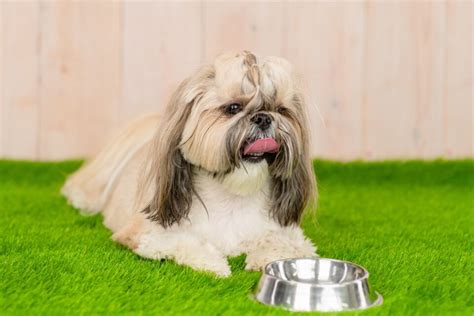 How Much To Feed A Shih Tzu Puppy And Adult Feeding Chart