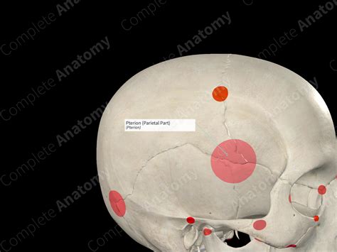 Pterion (Parietal Part) | Complete Anatomy