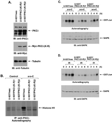 Figure From Activation Of Sapk Jnk Signaling By Protein Kinase C In