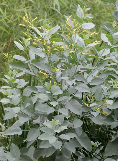 Nicotiana glauca – Tree Tobacco – Southeastern Arizona Wildflowers and ...