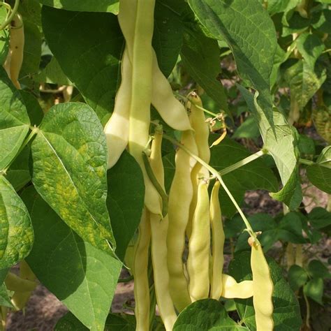 Graines bio de Haricot à rames mangetout beurre Golden Gate