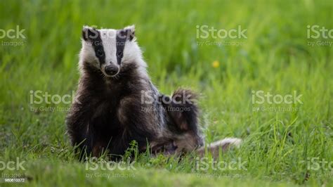 Badger Scratching His Side Stock Photo Download Image Now Badger