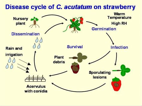 Anthracnose Fruit Rot Of Strawberry Nc State Extension Publications