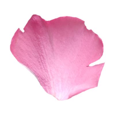 Flower Petal PNGs for Free Download 