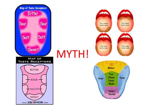 Ppt The Sense Of Taste Biology And Psychology Powerpoint