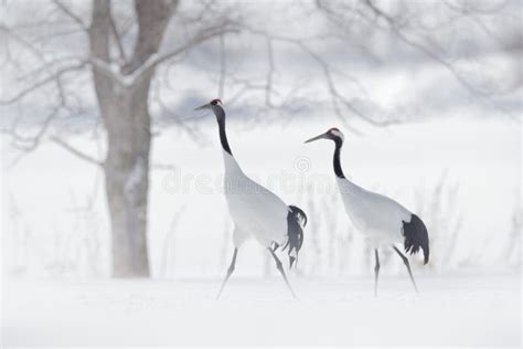 Paires De Danse De Grues Rouge couronnées Avec Avec La Tempête De