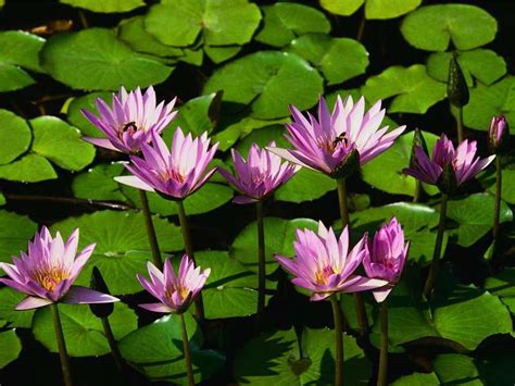 🔥 Free Download Water Lilies Desktop Wallpaper Nature Beauty By