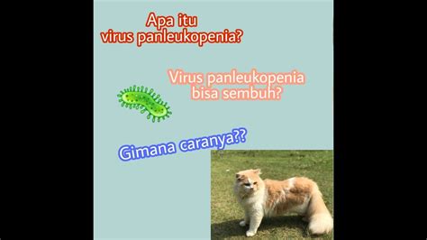 Apa Itu Virus Panleukopenia Kucing Bisa Sembuh Gimana Caranya Youtube