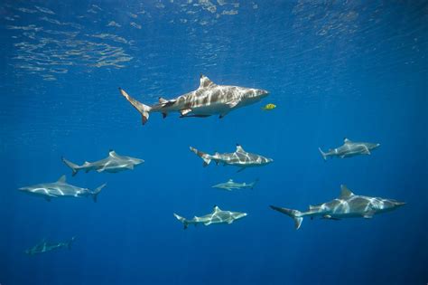 Blacktip Sharks Facts Diet And Habitat Information