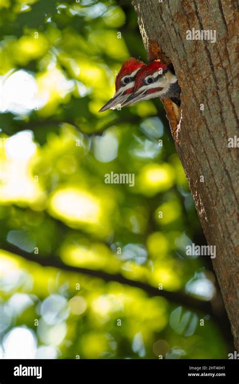 Pileated Woodpecker Tongue Hi Res Stock Photography And Images Alamy