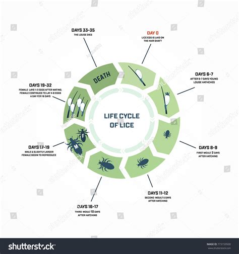 Life Cycle Lice Stock Vector Royalty Free 773159500 Shutterstock