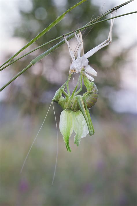 Tettigonia Viridissima Adult Molt Tim Lenhardt Flickr