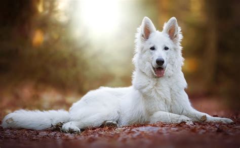 Pastore Svizzero Bianco Cani Razza Prezzo Temperamento Foto