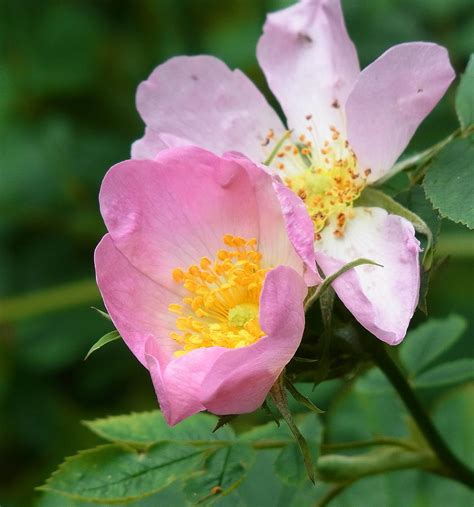 Wild Roses Photograph By Geoff Leckey Pixels