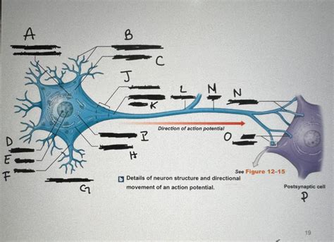 Structure Of Neuron Diagram Quizlet