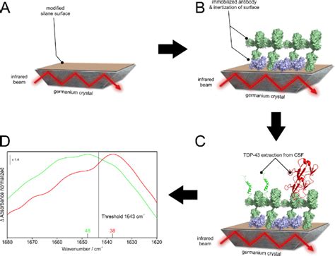 Schematic Illustration Of The Immuno Infrared Sensor Using Oligoclonal