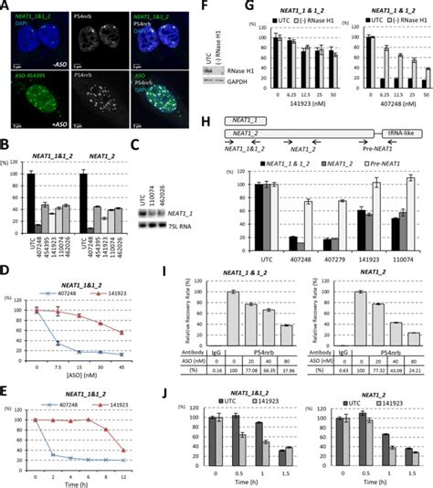 Transfected Ps Asos Can Reduce Neat Rna Level A Ps Aso Transfection