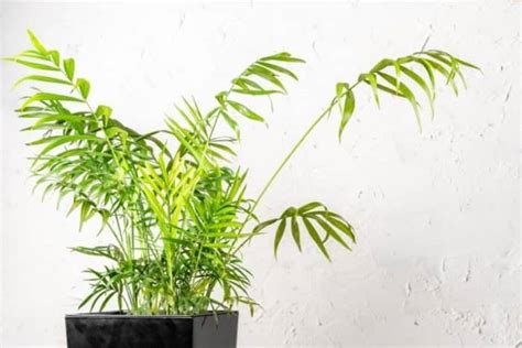 7 Plantas Que Podem Absorver A Umidade No Inverno Hidroclean