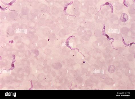 Trypanosoma Under Microscope