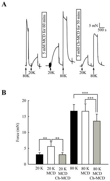 Caveolar Disruption Causes Contraction Of Rat Femoral Arteries Via