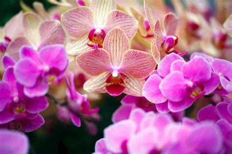 How Long Do Orchids Live Houseplant Alley