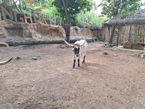 Horned Cow Habitat in the Zoo Stock Image - Image of animal, portrait: 302305747