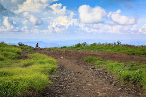 Appalachian Trail Roan Mountain Rhododendron Bloom Stock Photo Image