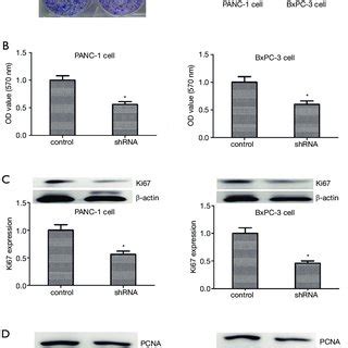 KIF23 MRNA Expression In Pancreatic Tumor Tissue And Normal Pancreatic