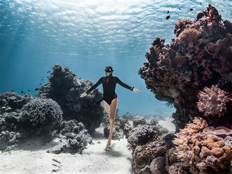 Diving Komodo National Park Flores Island Indonesia The Komodo