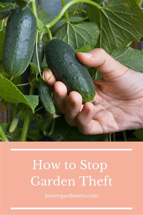 How To Stop Garden Theft Better Gardeners Guide