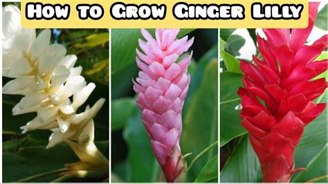 Ginger Lillyred Ginger Lillyhow To Grow Red Ginger Lillyhow To