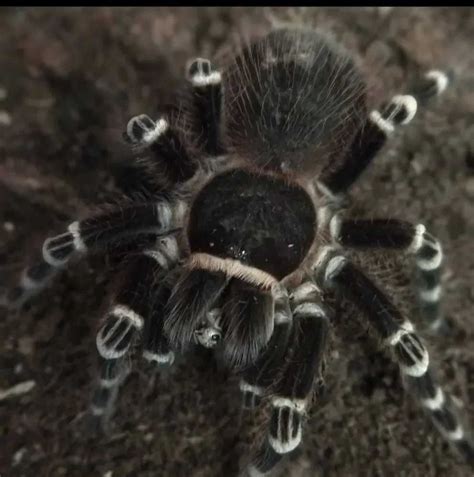 Pilne Acanthoscurria Geniculata Ptasznik Bia Okolanowy Dc Cm Samica