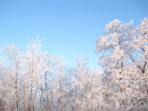 Bildet tre natur gress gren blomstre snø anlegg himmel sollys